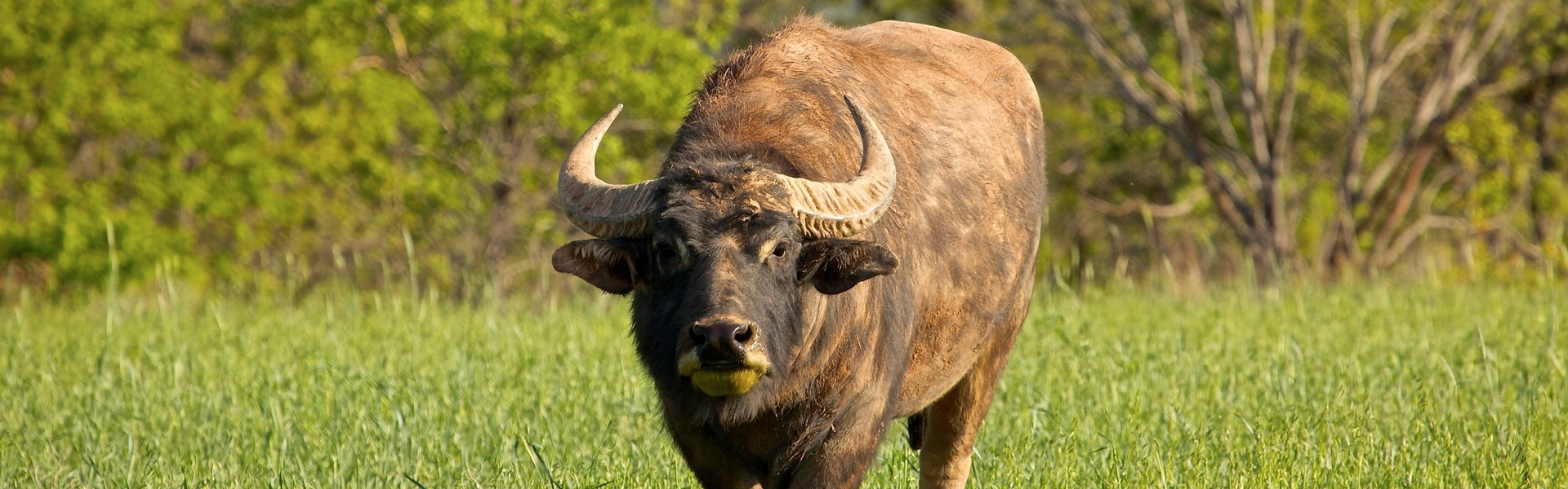 Texas Exotic Hunting Packages